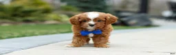 Cavapoo dogs for sale: Archie - Ad 4