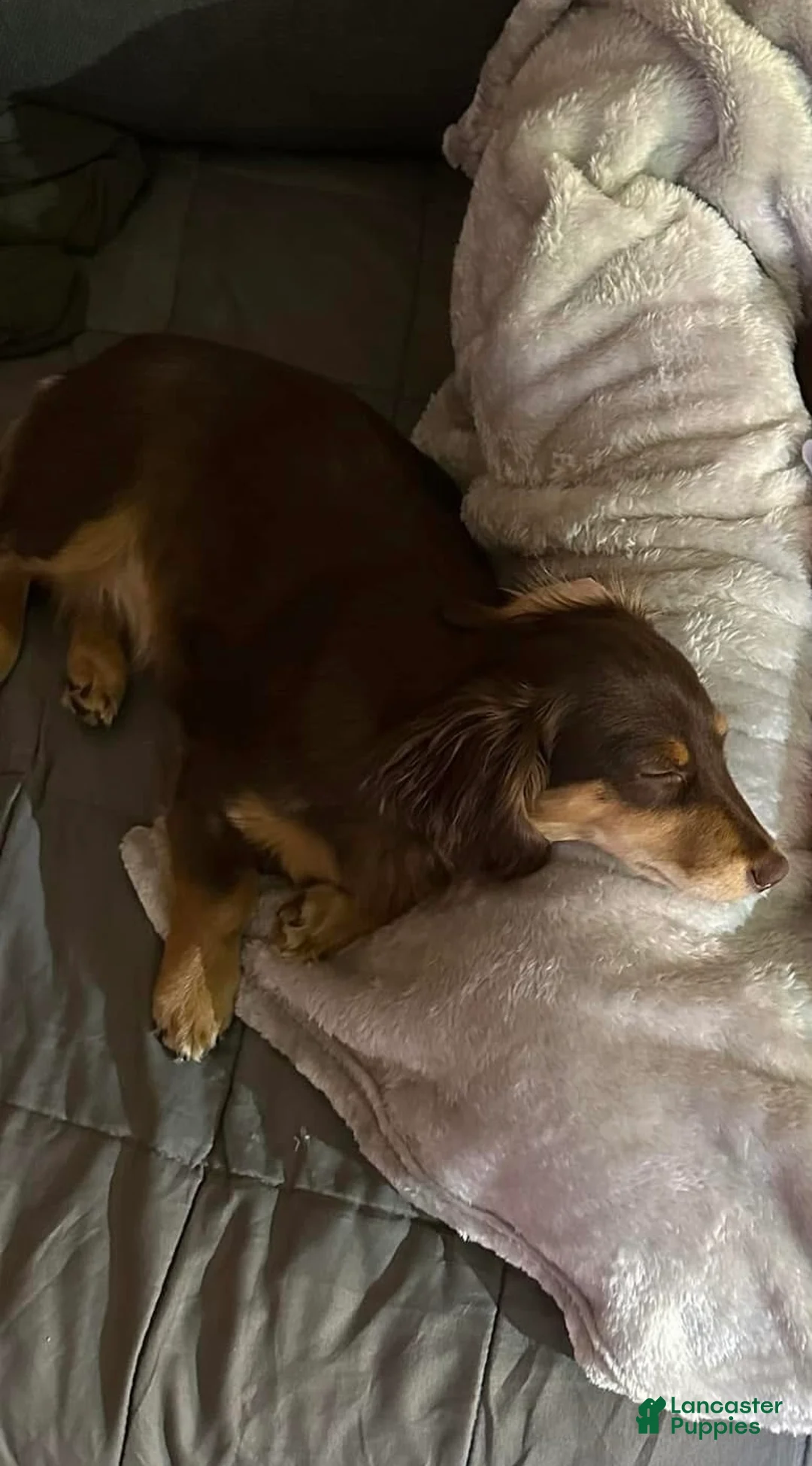 Miniature Dachshund dogs for sale: Bean - Ad 6