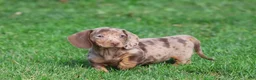 Miniature Dachshund dogs for sale: Milky Way - Ad 3