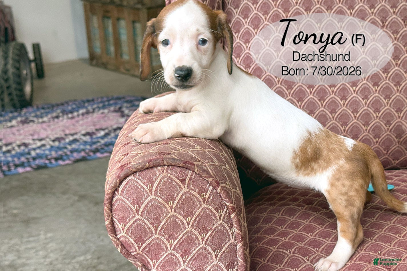 Dachshund dogs Tonya - Ad 2