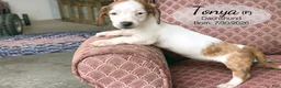 Dachshund dogs for sale: Tonya - Ad 2
