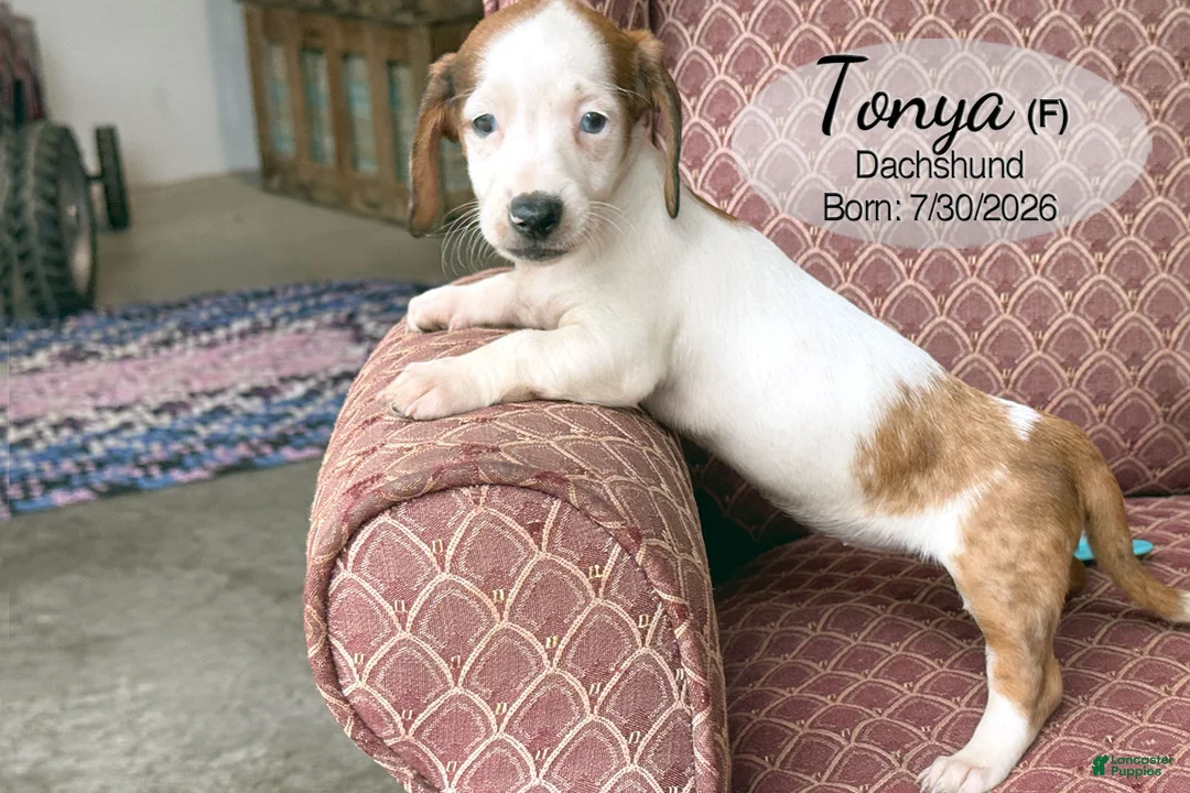 Dachshund dogs for sale: Tonya - Ad 2