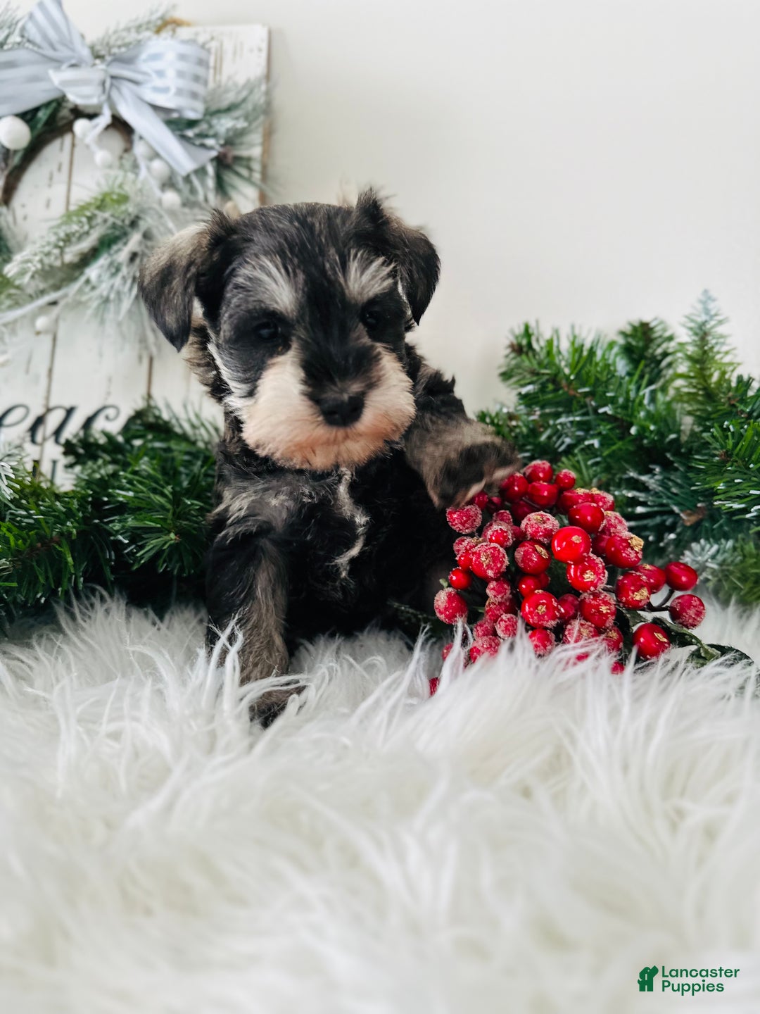 Miniature Schnauzer dogs for sale: Bandit - Ad 10