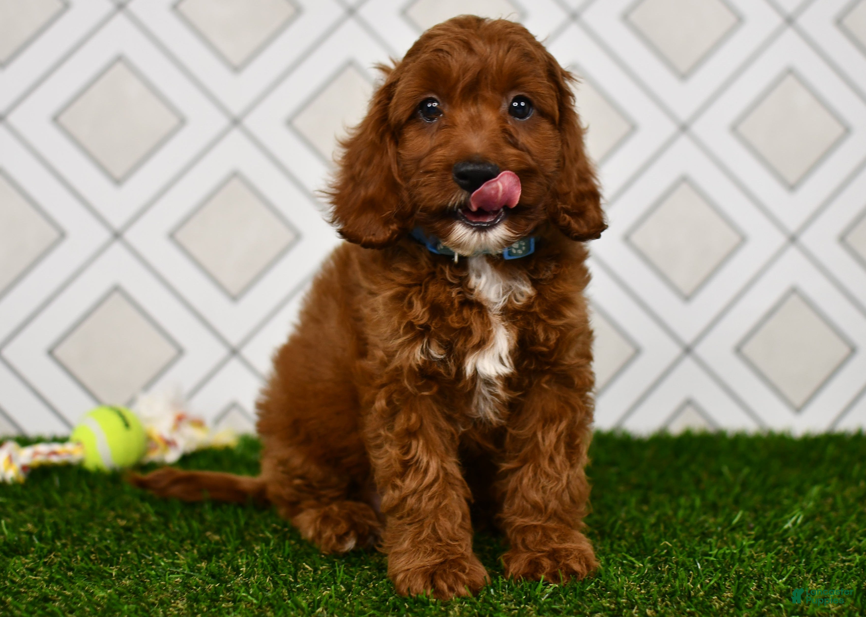 Cavapoo dogs Wade - Ad 1