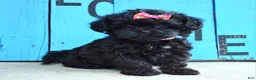 Shihpoo dogs for sale: Samantha  - Ad 5