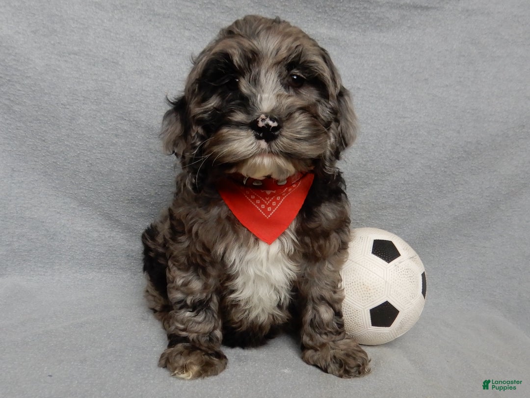 Cockapoo dogs for sale: Bentley - Ad 3