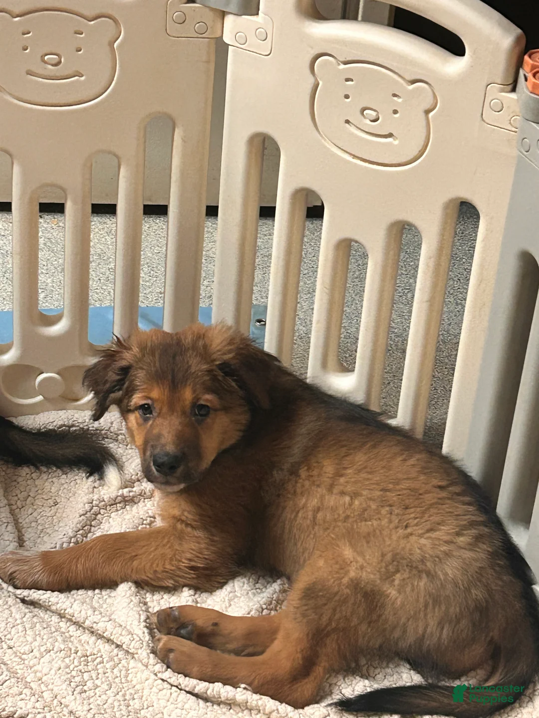 Mixed Breed dogs for sale: Fern - Ad 1