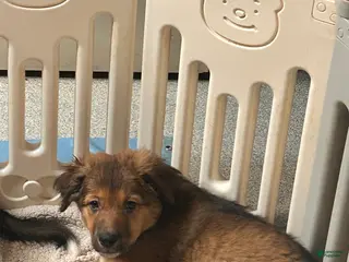 Mixed Breed dogs Fern - Ad 22