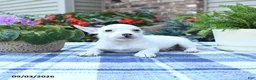 Jack Russell Terrier dogs for sale: Sonja - Ad 4