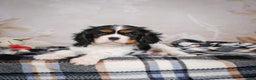 Cavalier King Charles Spaniel dogs for sale: Mia - Ad 7