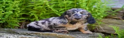 Miniature Dachshund dogs for sale: Snuggle - Ad 4