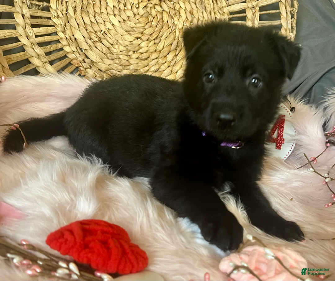 German Shepherd dogs for sale: Violet  - Ad 2