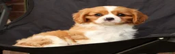 Cavalier King Charles Spaniel dogs for sale: Seth - Ad 6