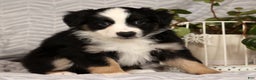 Miniature Australian Shepherd dogs for sale: Jane - Ad 6