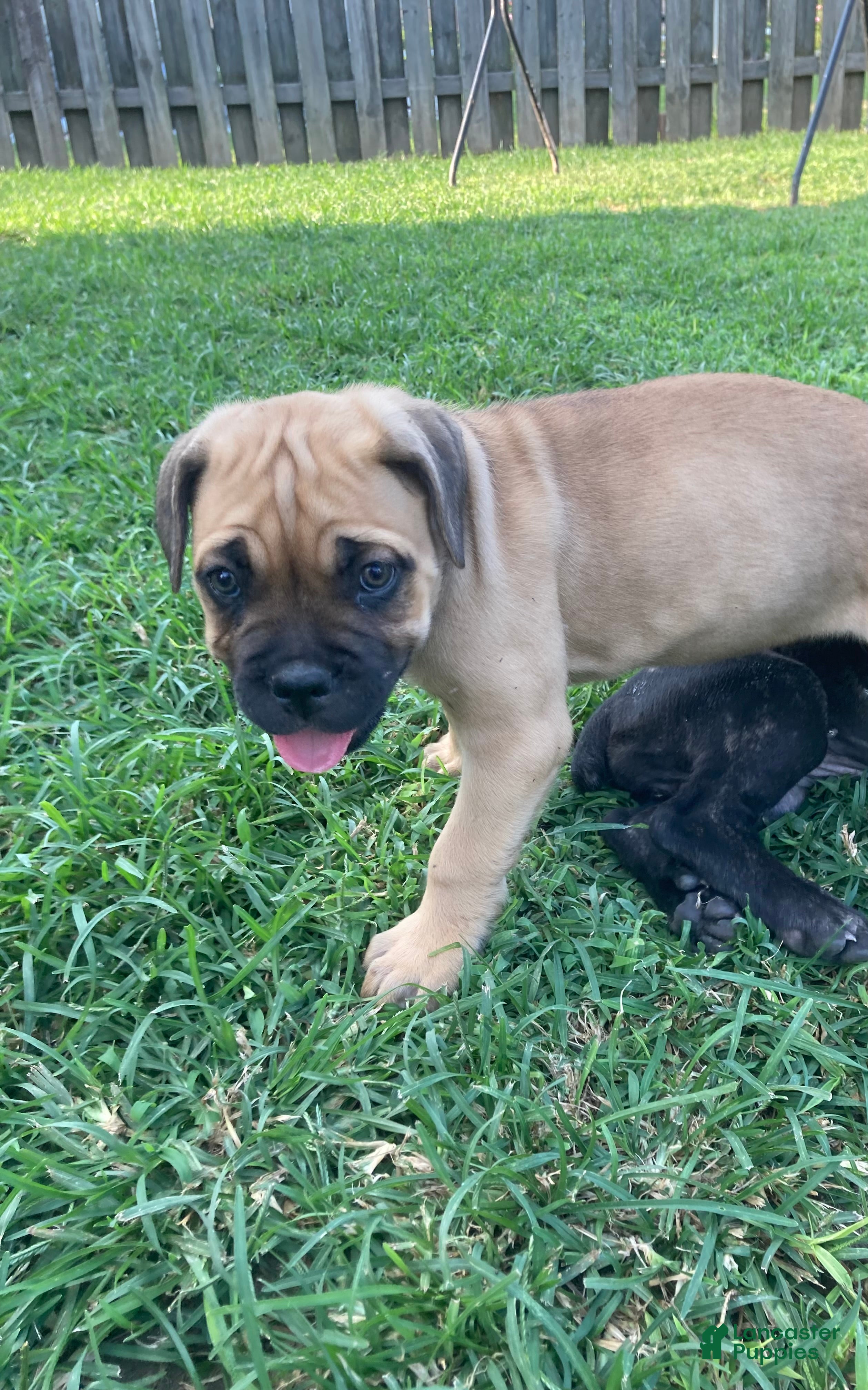 Cane Corso dogs Cane Corso 10 - Ad 1