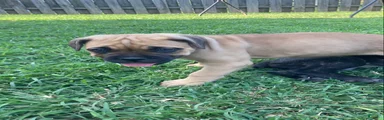 Cane Corso 10