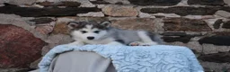 Alaskan Malamute dogs for sale: Yukon - Ad 4