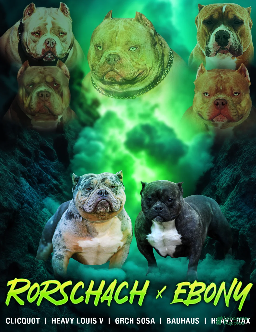 American Bully dogs for sale: Lilac Merle Female - Ad 5