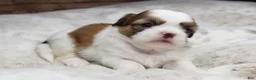 Shih Tzu dogs for sale: Molly - Ad 4
