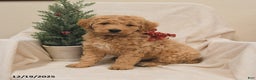 Goldendoodle dogs for sale: Bamboo   - Ad 2