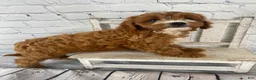 Cavapoo dogs for sale: Chloe - Ad 7