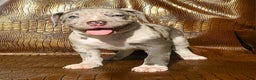 American Bully dogs for sale: "THA ROCK" - Ad 4