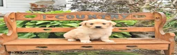 Golden Retriever dogs for sale: Dora - Ad 1