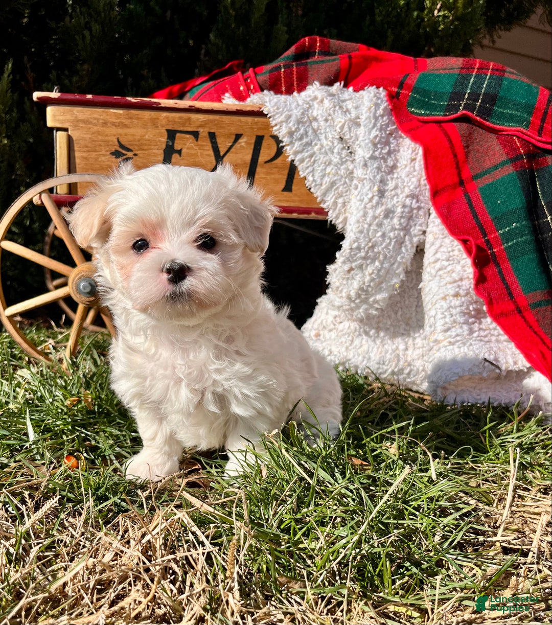 Maltese dogs for sale: Suger SPOT🎄❤️AKC Genetic Health Tested 🎄Call 717-464-4230 - Ad 5