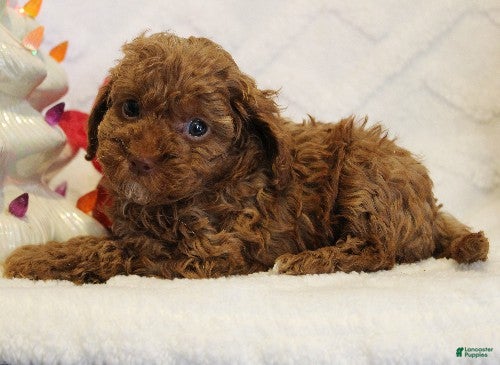 Toy Poodle dogs Holly - Ad 17