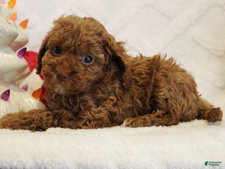 Toy Poodle dogs Holly - Ad 21