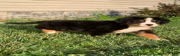 Bernese Mountain Dog dogs for sale: North - Ad 12