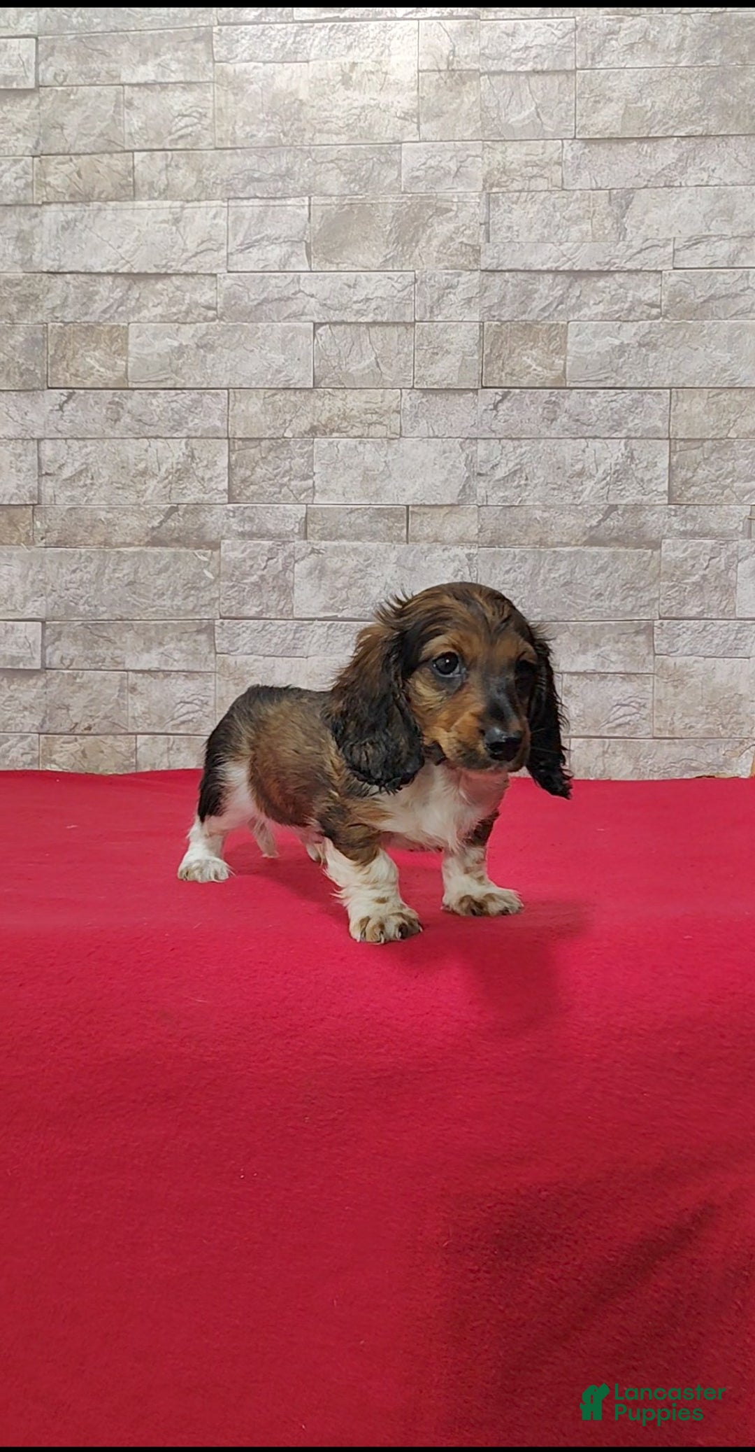 Miniature Dachshund dogs for sale: Stanley - Ad 6