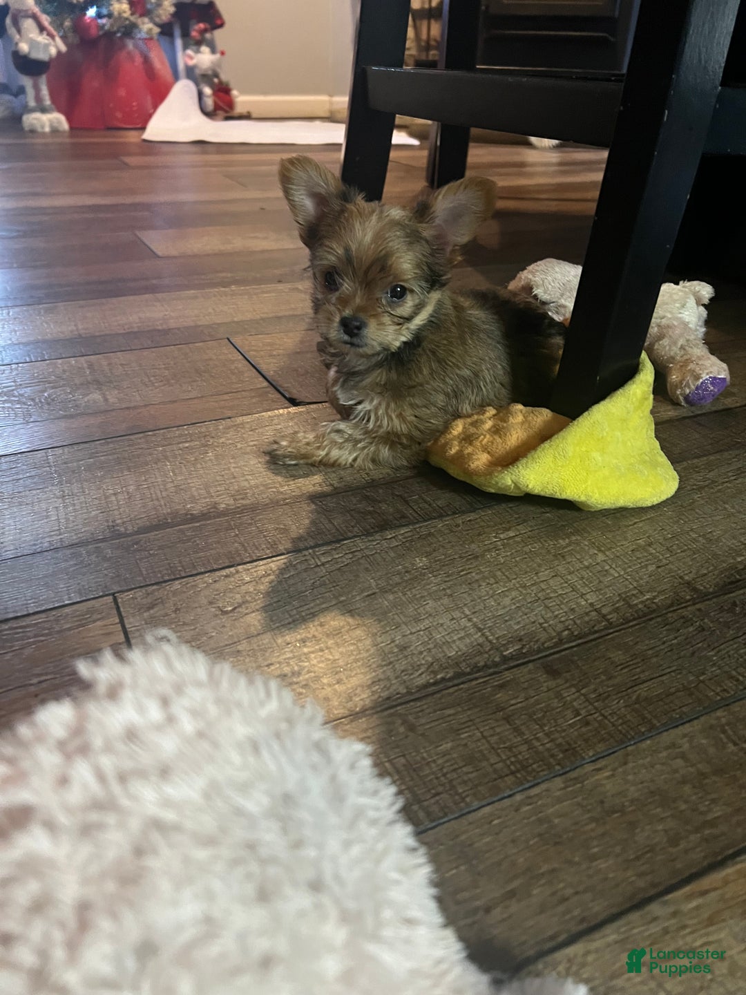 Shorkie dogs for sale: Shorkie Puppy 3 - Ad 1