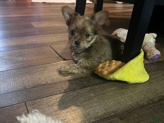 Shorkie dogs Shorkie Puppy 3 - Ad 20