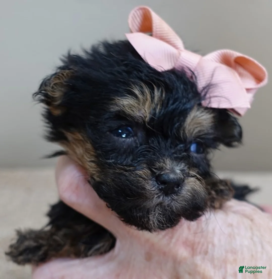 Maltipoo dogs for sale: Aurora - Ad 3