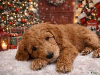 Mini Goldendoodle dogs Mini Goldendoodle Puppy 4 - Ad 3