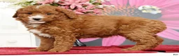 Mini Goldendoodle dogs for sale: Molly - Ad 5