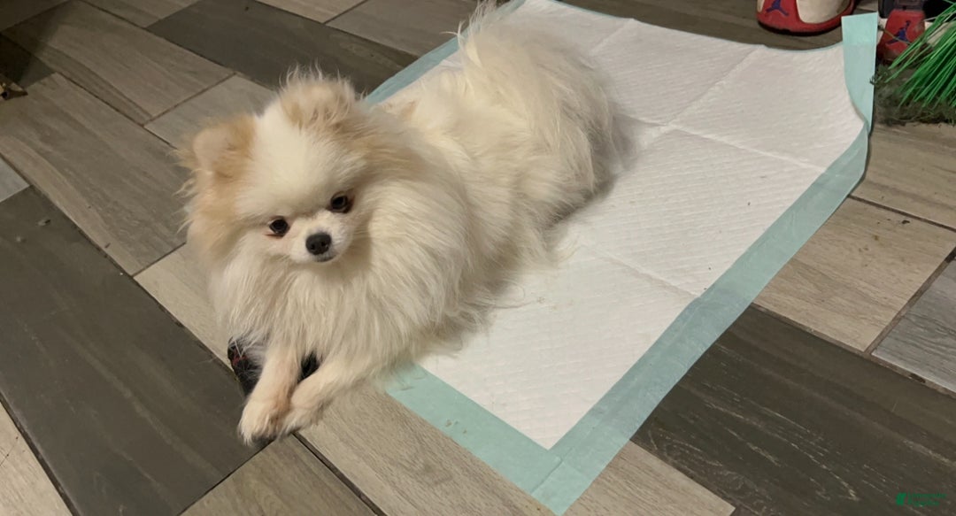 Pomeranian dogs for sale: Pomeranian Puppy 2 - Ad 5