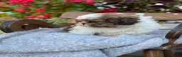 Shih Tzu dogs for sale: Seely - Ad 6
