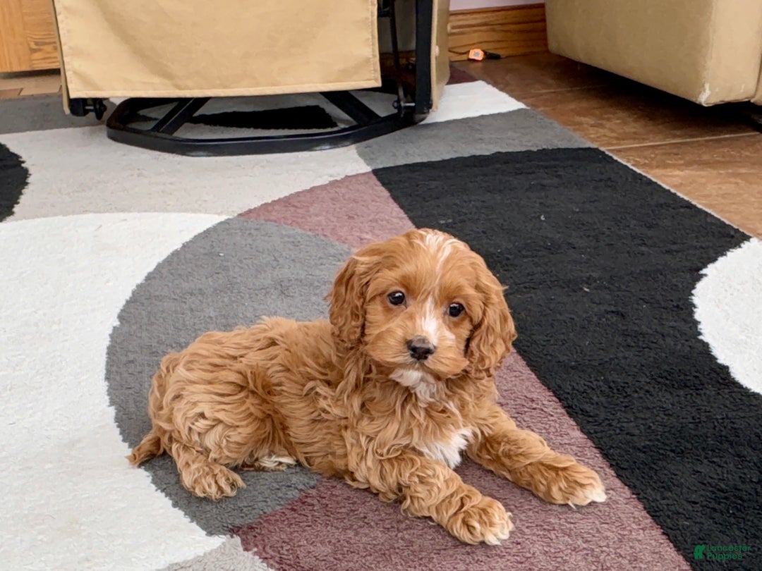 Cockapoo dogs for sale: Cockapoo female 1 - Ad 1