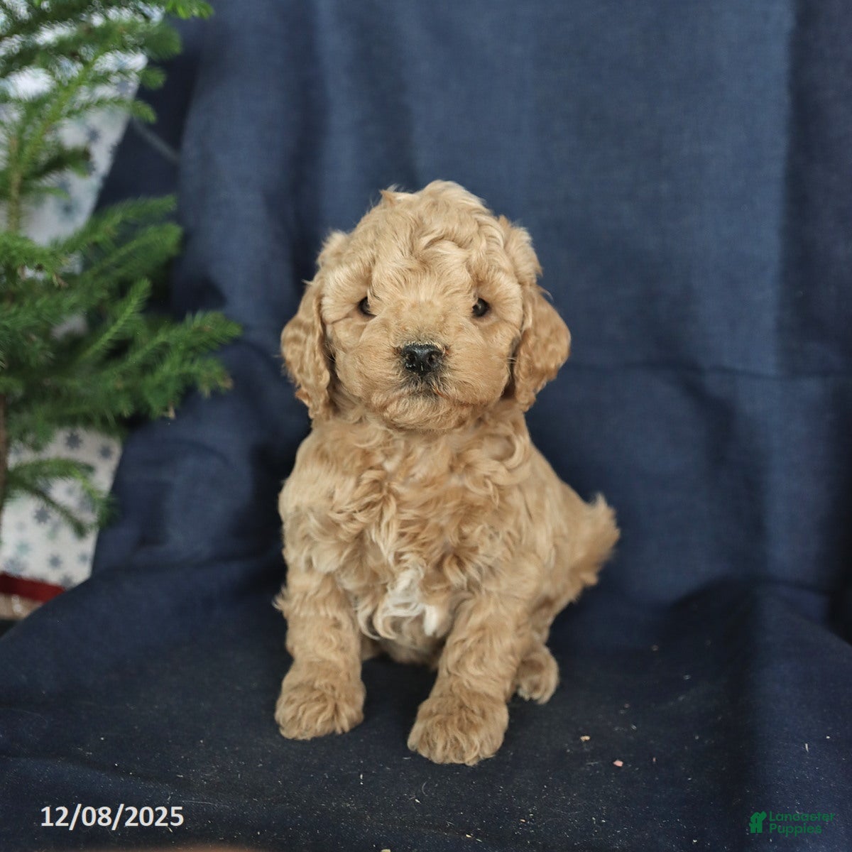 Cockapoo dogs Cocoa - Ad 36