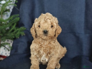 Cockapoo dogs Cocoa - Ad 31