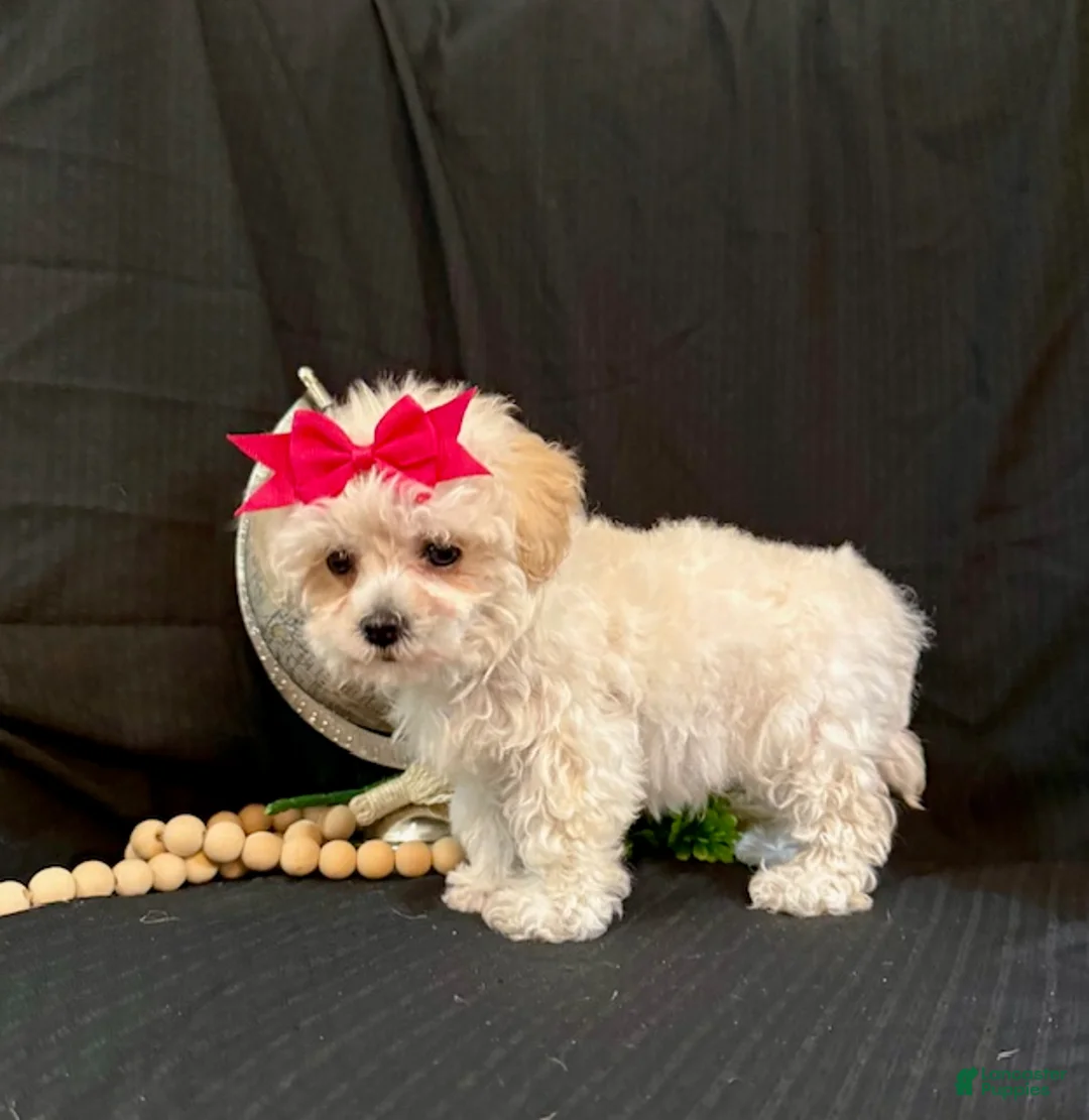 Lhasapoo dogs for sale: Hope - Ad 3