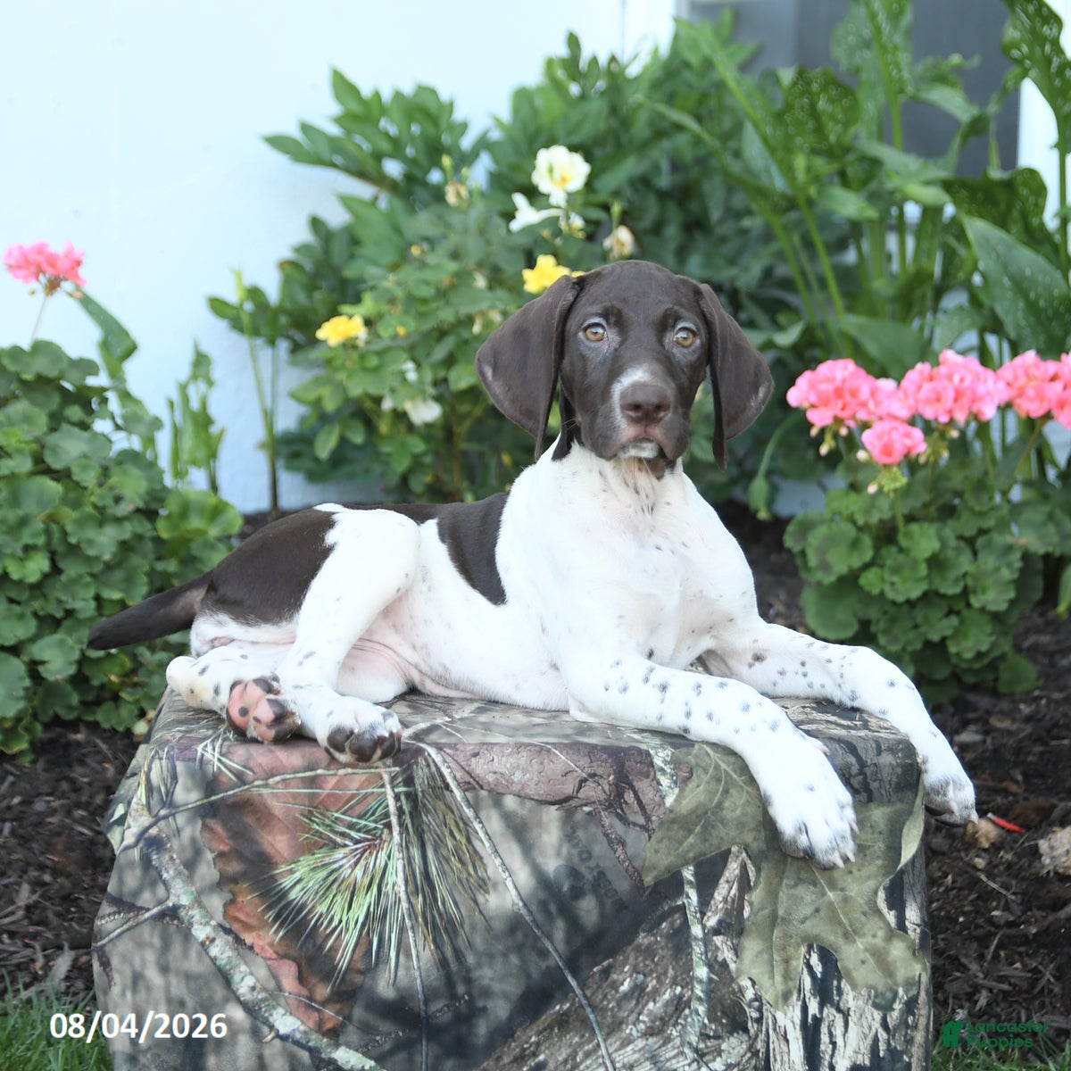 German Shorthaired Pointer dogs Candy - Ad 2
