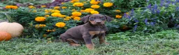Doberman Pinscher dogs for sale: FIONA - Ad 6