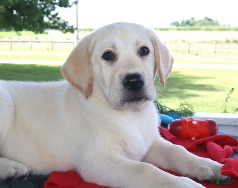 Labrador Retriever dogs Toby - Champ lines - Ad 1