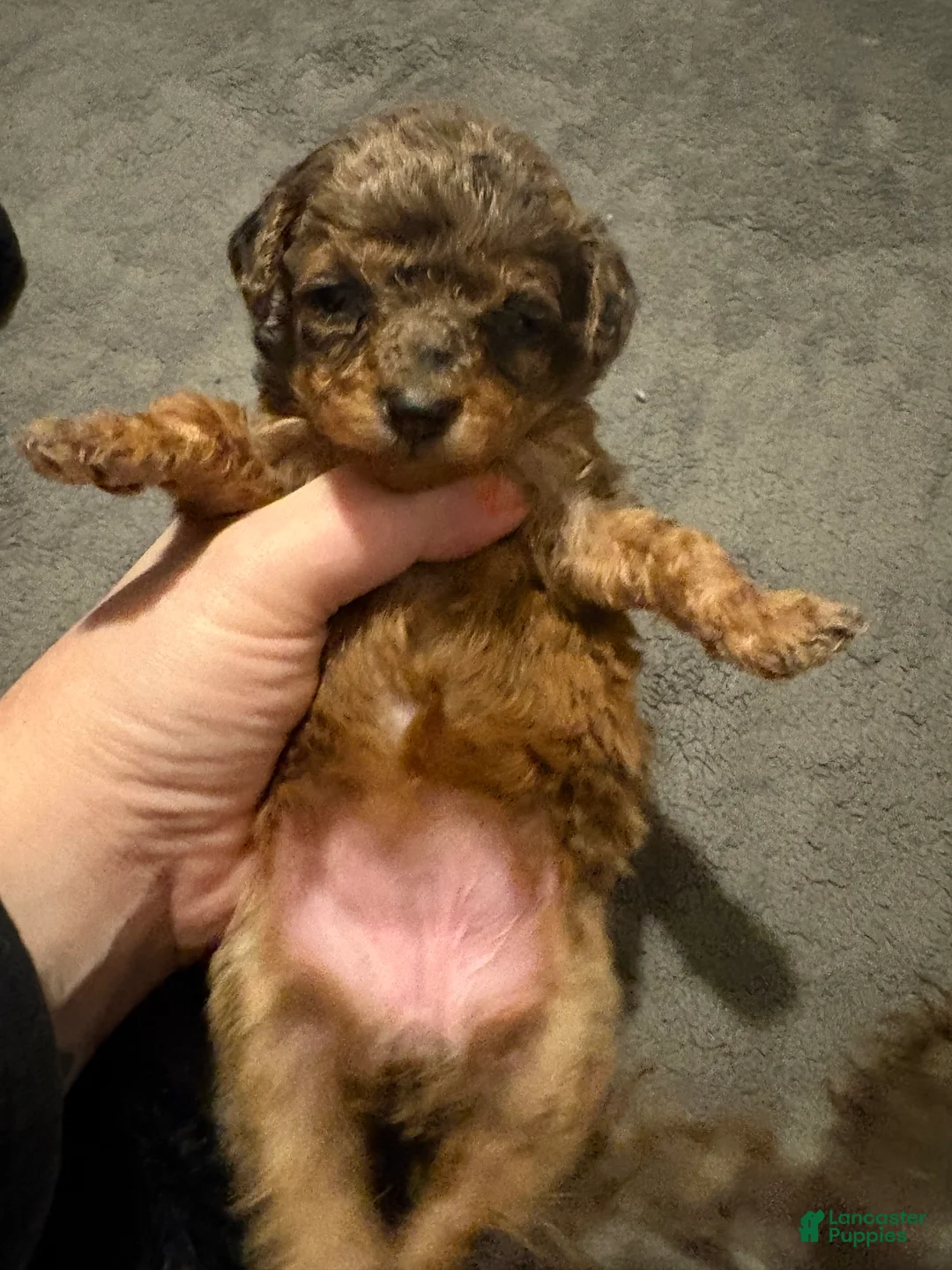 Toy Poodle dogs for sale: Mary - Ad 1