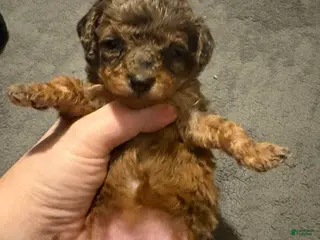 Toy Poodle dogs Mary - Ad 21