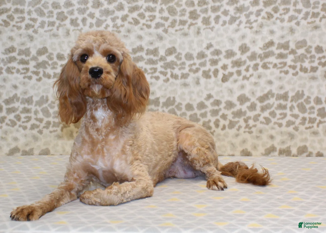 Cavapoo dogs for sale: Oscar - Ad 4