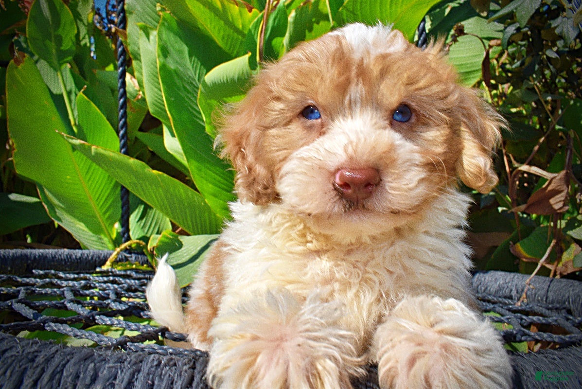 Havapoo dogs Nemo - Ad 2